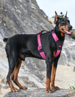 No Pull Reflective Dog Harness Adjustable Walking Pet Vest Harness, Breathable Anti-Pull Dog Harness for Medium Large Dogs Outdoor Training - Image 6