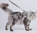 Tactical Camo Cat Harness with Top Handle, Reflective Escape Proof Adjustable Large Cat Walking Vest with Patch Panel - Image 8
